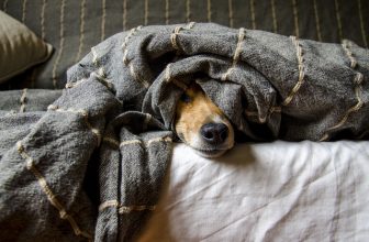 Tips bij het kiezen van de juiste dierenverzekering